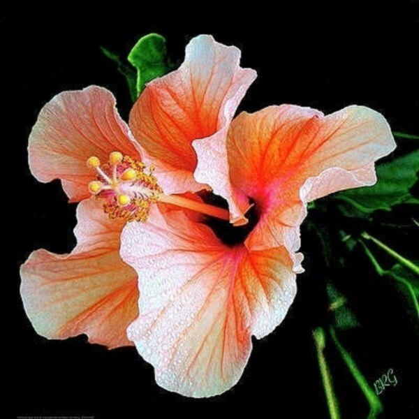 Fresh 25 Seeds Orange White Hibisc Flower Seeds Plants Planting Garden