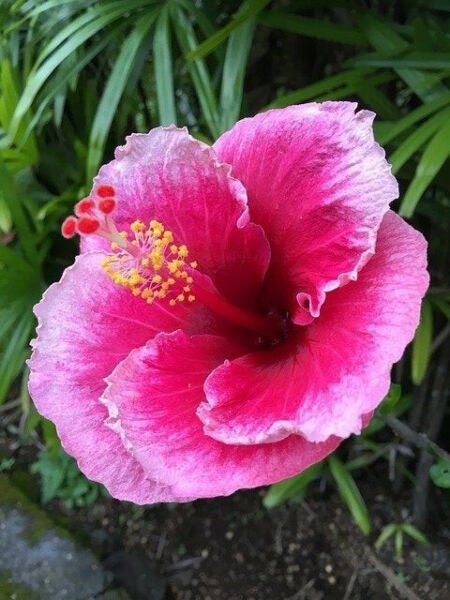 Fresh 25 Seeds Pink Hibisc Flower Seeds Plants Planting Garden