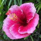 Fresh 25 Seeds Pink Hibisc Flower Seeds Plants Planting Garden