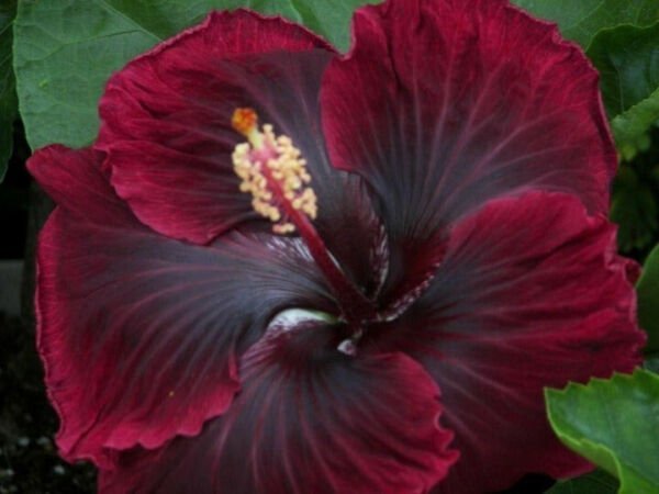 Fresh 25 Seeds Red & Black Hibisc Flower Plants Planting Garden
