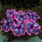 Fresh 25 Seeds Pink Black Purple Hibisc Flower Plants Planting Garden