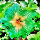 Fresh 25 Seeds Green Yellow Hibisc Flower Seeds Plants Planting Garden