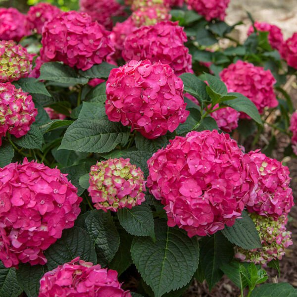 Fresh 25 Seeds Hot Pink Hydrangeas Flower Ground Cover Plant Plants Garden