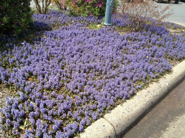 Fresh 100 Seeds Bugleweed Ajuga Reptans Ground Cover Purple Lavender Garden