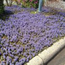 Fresh 100 Seeds Bugleweed Ajuga Reptans Ground Cover Purple Lavender Garden