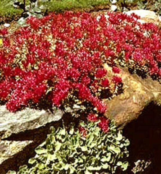 Fresh 100 Seeds Sedum Spurium Ground Cover Dragons Blood Red Plant Garden