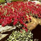 Fresh 100 Seeds Sedum Spurium Ground Cover Dragons Blood Red Plant Garden