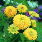 Fresh 50 Seeds Zinnia Flowers Sun Yellow Color Plants Garden