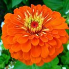 Fresh 50 Seeds Zinnia Flowers Orange Color Plants Garden