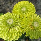 Fresh 50 Seeds Zinnia Flowers Lime Green Color Plants Garden