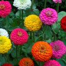 Fresh 50 Seeds Zinnia Flowers Mixed Color Plants Garden