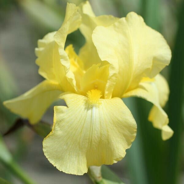 Fresh 25 Seeds Iris Flower Sun Yellow Plants Garden