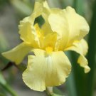 Fresh 25 Seeds Iris Flower Sun Yellow Plants Garden