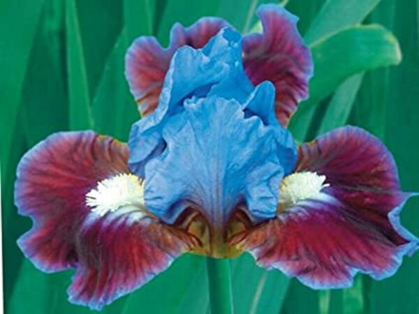 Fresh 25 Seeds Iris Flower Blue Red Plants Garden