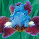 Fresh 25 Seeds Iris Flower Blue Red Plants Garden