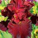 Fresh 25 Seeds Iris Flower Dark Red Maroon Plants Garden
