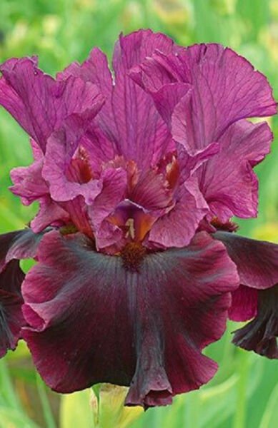Fresh 25 Seeds Iris Flower Pink Maroon Plants Garden