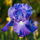 Fresh 25 Seeds Iris Flower Blue Purple Plants Garden