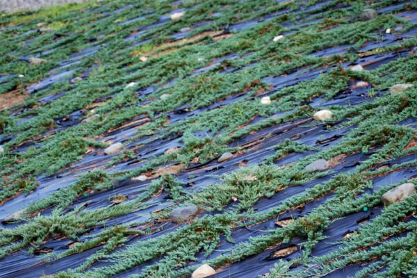 Fresh 200 Seeds Creeping Juniper Ground Cover Horizontalis Garden