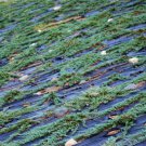 Fresh 200 Seeds Creeping Juniper Ground Cover Horizontalis Garden