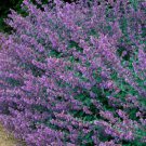 Fresh 200 Seeds Nepeta X Faassenia Purple Lavender Ground Cover Flower Garden