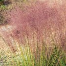 Fresh 200 Seeds Pink Flamingo Muhly Grass Ground Cover Muhlenbergia Capillaris Garden