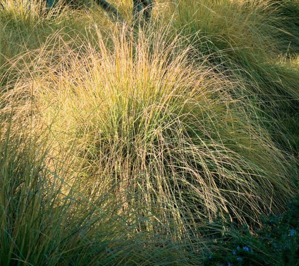 Fresh 200 Seeds Wright&acirc;��S Dropseed Grass Ground Cover Sporobol Wrightii Garden