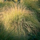 Fresh 200 Seeds Wright’S Dropseed Grass Ground Cover Sporobol Wrightii Garden