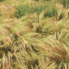 Fresh 200 Seeds Mexican Feather Grass Grass Ground Cover Stipa Tenuissima Garden