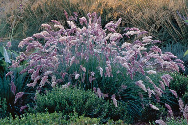 Fresh 200 Seeds Ruby Grass Fluffy Plumes Grass Ground Cover Melin Garden