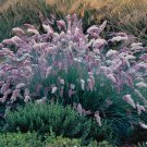 Fresh 200 Seeds Ruby Grass Fluffy Plumes Grass Ground Cover Melin Garden
