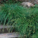 Fresh 200 Seeds Berkeley Sedge Grass Ground Cover Ornamental Carex Divulsa Garden
