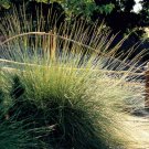 Fresh 200 Seeds Atlas Fescue Ground Cover Festuca Mairei Ornamental Garden