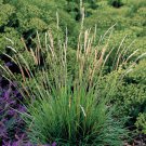 Fresh 200 Seeds Autumn Moor Grass Perennial Sesleria Autumnalis Ornamental Garden
