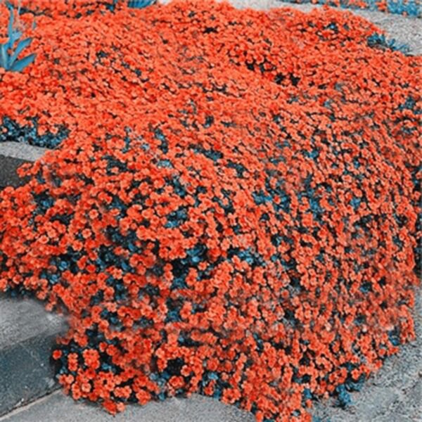 Fresh 100 Aubrieta Orange Rock Cress Flower Seeds Plants Planting Garden