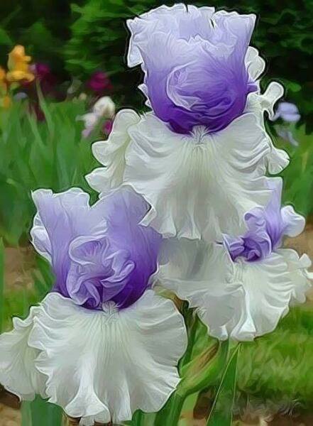 Fresh 25 Seeds Skirted Iris Purple Lavender Flower Plants Garden
