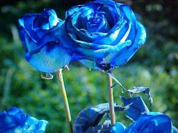 Fresh 25 Seeds Sky Blue Pacific Rose Flowers Garden