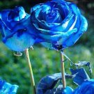 Fresh 25 Seeds Sky Blue Pacific Rose Flowers Garden