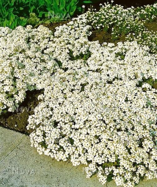 Fresh 100 Aubrieta White Rock Cress Flower Seeds Ground Cover Garden