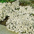 Fresh 100 Aubrieta White Rock Cress Flower Seeds Ground Cover Garden