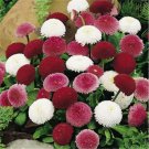 Fresh 200 Seeds Red & White Chrysanthemum Mums Flowers Planting Garden