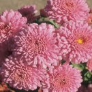 Fresh 200 Seeds Light Pink Chrysanthemum Mums Flowers Planting Garden