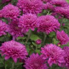 Fresh 200 Seeds Pink Fchia Chrysanthemum Mums Flowers Planting Garden