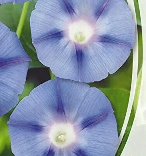 Fresh 25 Seeds Bindweed Blue Star Morning Glory Flowers Planting Garden