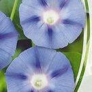 Fresh 25 Seeds Bindweed Blue Star Morning Glory Flowers Planting Garden