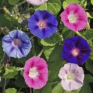 Fresh 25 Seeds Mixed Colors Morning Glory Flowers Planting Garden