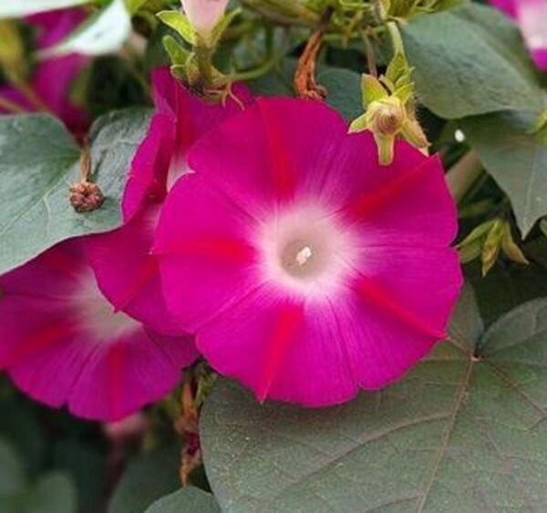 Fresh 25 Seeds Pink & Ruby Red Morning Glory Flowers Planting Garden