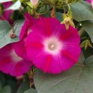 Fresh 25 Seeds Pink & Ruby Red Morning Glory Flowers Planting Garden