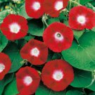 Fresh 25 Seeds Ruby Red & White Morning Glory Flowers Planting Garden