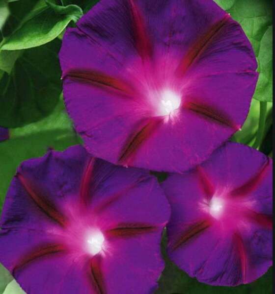 Fresh 25 Seeds Purple Scarlet Red Morning Glory Flowers Planting Garden